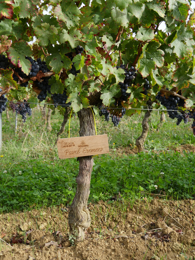 Виноградник на урожай